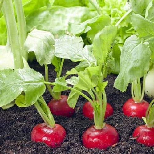 Erwon Best Calcium Fertilizer For All Plants From Sansar Green