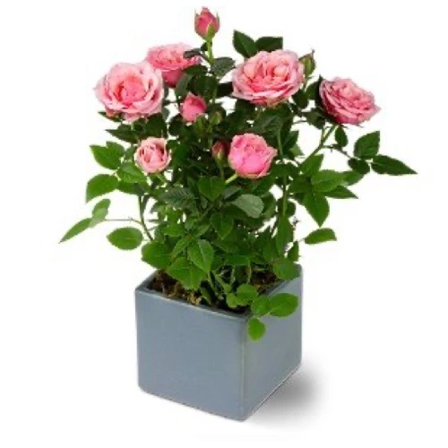 Erwon Rose Food for Rose Plants Best Fertilizer For Rose Plants From Sansar Green