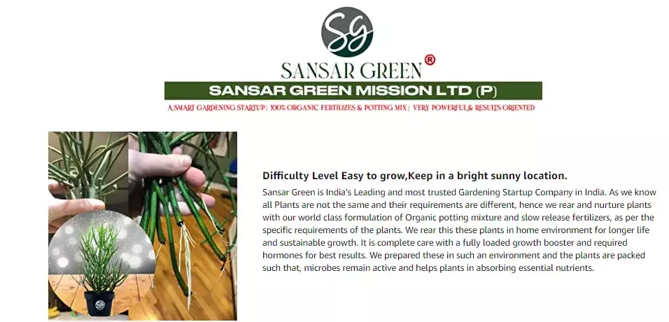 Sansar Green Pencil Cactus With Pot From Sansar Green