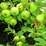 Sansar Green Micro Nutrients