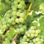 Sansar Green Sansar Green Grapes Magic Mixture