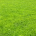 Sansar Green Grass Green Magic Mixture
