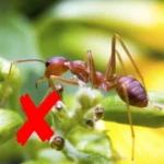 Sansar Green Red Ant Hit Spray Super Powerful Liquid Spray