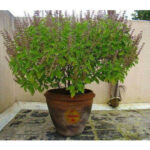 Sansar Green Tulsi Growth Booster Liquid fertilizer From Sansar Green