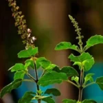 Sansar Green Tulsi Growth Booster Liquid fertilizer From Sansar Green