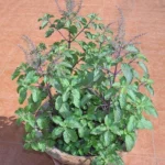Sansar Green Tulsi Growth Booster Liquid fertilizer From Sansar Green