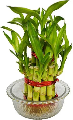 Sansar Green Bamboo Magic Mixture fertilizer