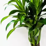 Sansar Green Bamboo Magic Mixture fertilizer