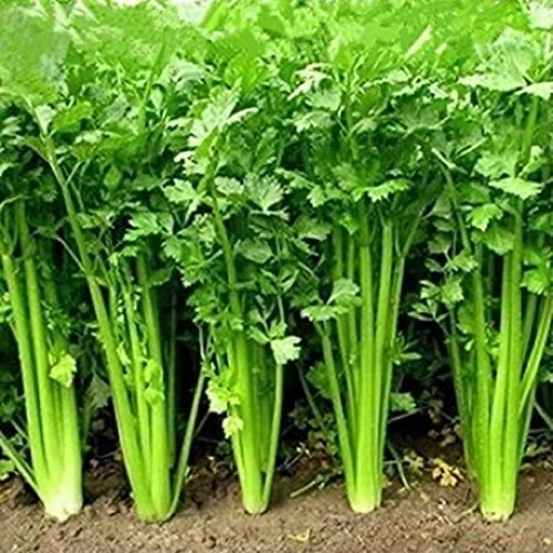 Sansar Green Coriander Magic Mixture fertilizer