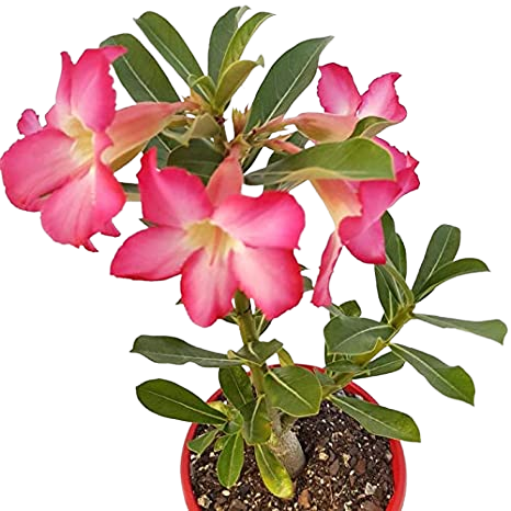 Sansar Green Adenium desert Rose Plant With Pot From Sansar Green