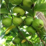 Sansar Green All Plant Growth Liquid Spray Fertilizer From Sansar Green