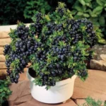 Sansar Green All Purpose Plant Liquid Fertilizer