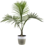 Sansar Green Areca Palm Magic Mixture fertilizer