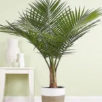 Sansar Green Areca Palm Magic Mixture fertilizer