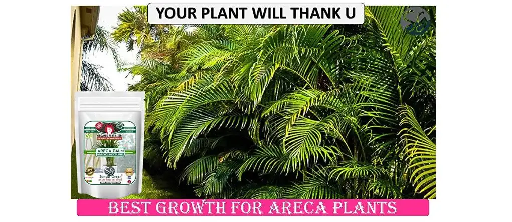 Areca Palm Magic Mixture Fertilizer Best Fertilizer For Areca Palm Plants From Sansar Green