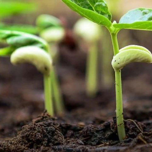 Sansar Green Baby Plant Growth
