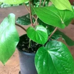 Sansar Green Betel Magic Mixture fertilizer