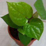 Sansar Green Betel Magic Mixture fertilizer