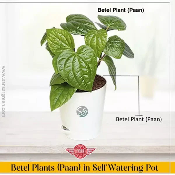 Sansar Green Betel Plant in Self Watering Pot