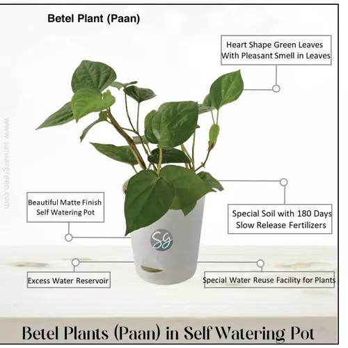 Sansar Green Betel Plant in Self Watering Pot