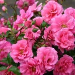 Sansar Green Bloom sustain fertilizer
