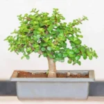 Sansar Green Bonsai Magic Mixture