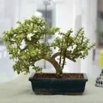 Sansar Green Bonsai Magic Mixture