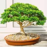 Sansar Green Bonsai Magic Mixture