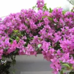 Sansar Green Bougainvillea Bloom powder Fertilizer From Sansar Green