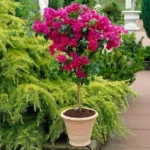Sansar Green Bougainvillea Bloom powder Fertilizer From Sansar Green