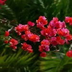 Sansar Green Bougainvillea Bloom powder Fertilizer From Sansar Green