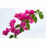 Sansar Green Bougainvillea Bloom powder Fertilizer From Sansar Green