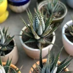 Sansar Green Cactus Plant Liquid Fertilizer