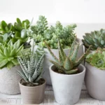 Sansar Green Cactus Growth Powder Fertilizer From Sansar Green