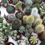 Sansar Green Cactus Growth Powder Fertilizer From Sansar Green