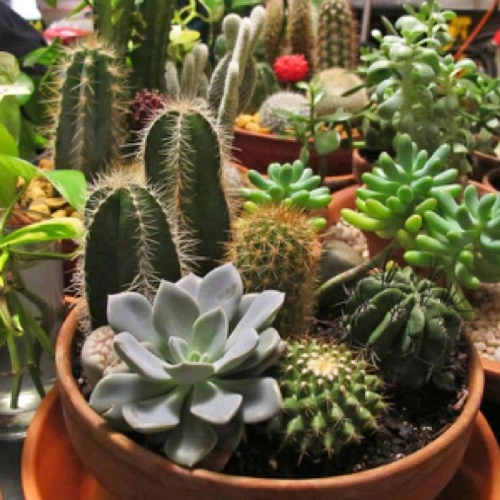 Sansar Green Cactus potting Mixture