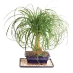 Sansar Green Carbon Dust Powder