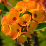 Sansar Green Corwn Of Thorns Plant With Pot Sansar Green