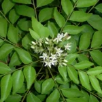 Sansar Green Curry plant Magic Mixture