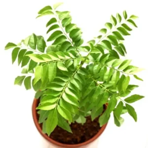 Sansar Green Curry leaf Plant With Pot