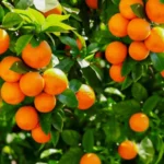 Sansar Green DAP Fertilizer