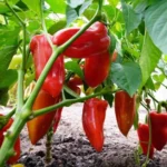 Sansar Green Epsom Salt Liquid Plant Fertilizer