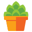 Sansar Green Succulent and Cactus Live Plants