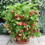 Sansar Green Flax oil cake powder fertilizer