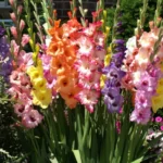 Sansar Green Flower Bulbs Magic Mixture