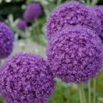 Sansar Green Flower Bulbs Magic Mixture