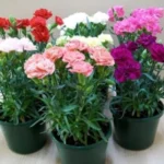 Sansar Green Flower Bloom Liquid Fertilizer