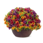 Sansar Green Flower Bloomer Liquid Drops Fertilizer from Sansar Green