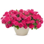Sansar Green Flower Bloomer Liquid Drops Fertilizer From Sansar Green
