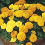 Sansar Green Flowers Magic Mixture